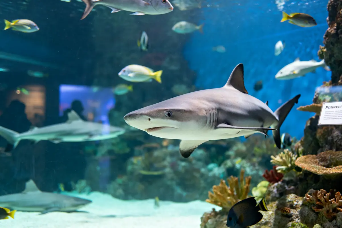 Aquarium Toulouse : guide des meilleurs lieux à visiter en famille