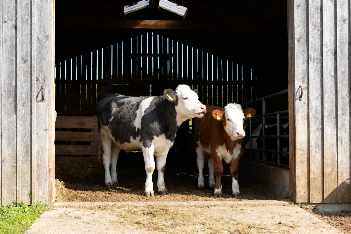 La ferme en cavale à Vezin-le-Coquet : activités et animaux