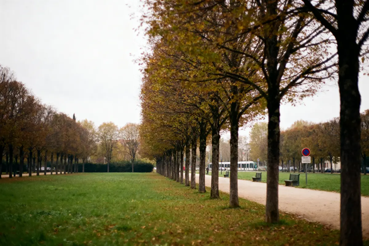 Allée d'arbres et pelouse verte au parc Montjoly en automne
