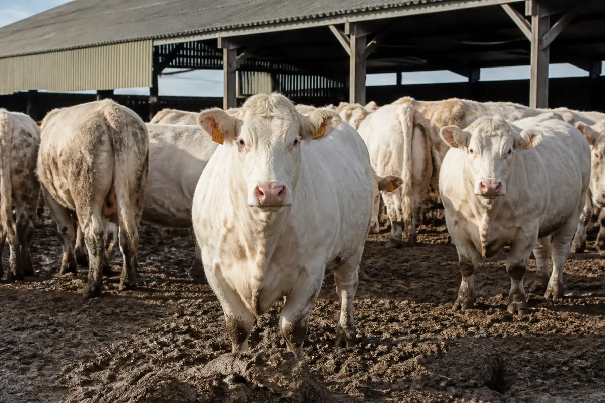 Troupeau de vaches blanches dans un enclos à la ferme des Beaux Mec
